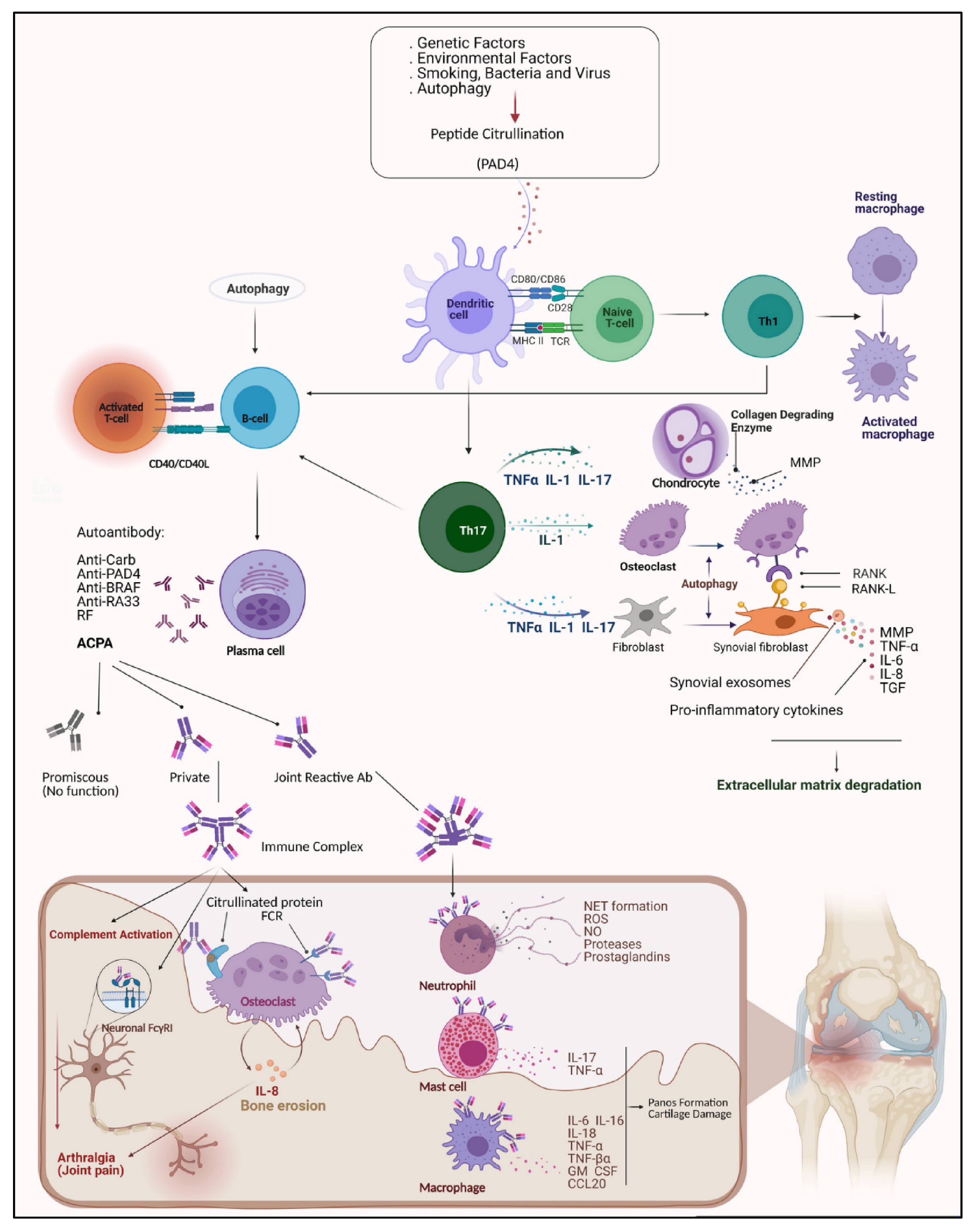 rheumatoid arthritis pathogenesis review