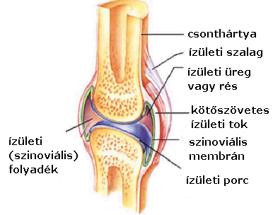 ízületi fejlődés