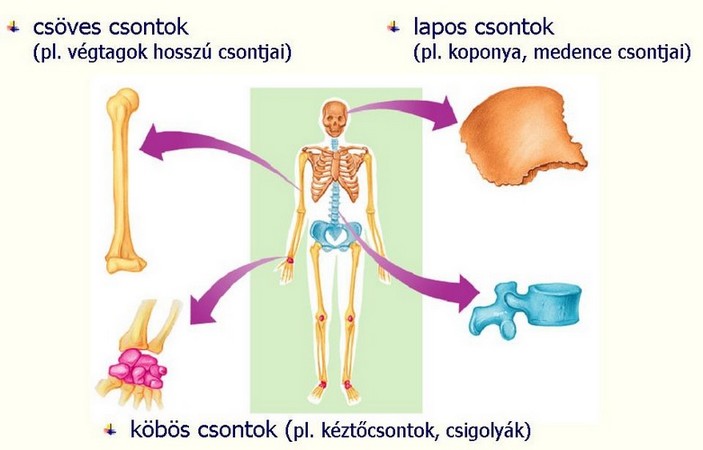 csontok ízületi főzése)