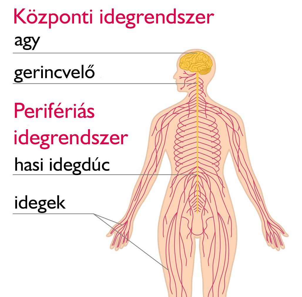 hús és ízületi betegségek)
