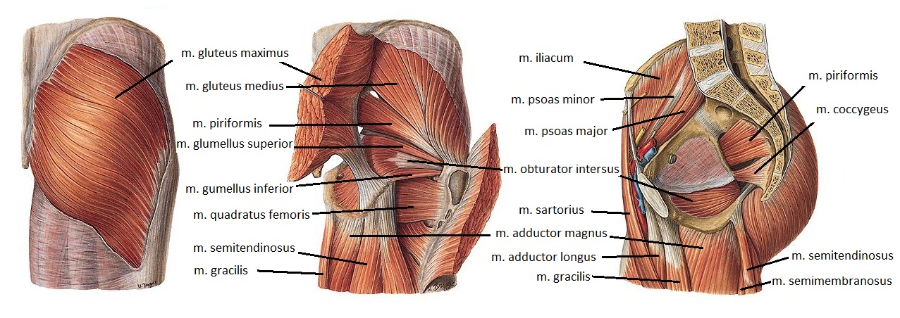 A Perthes-kór