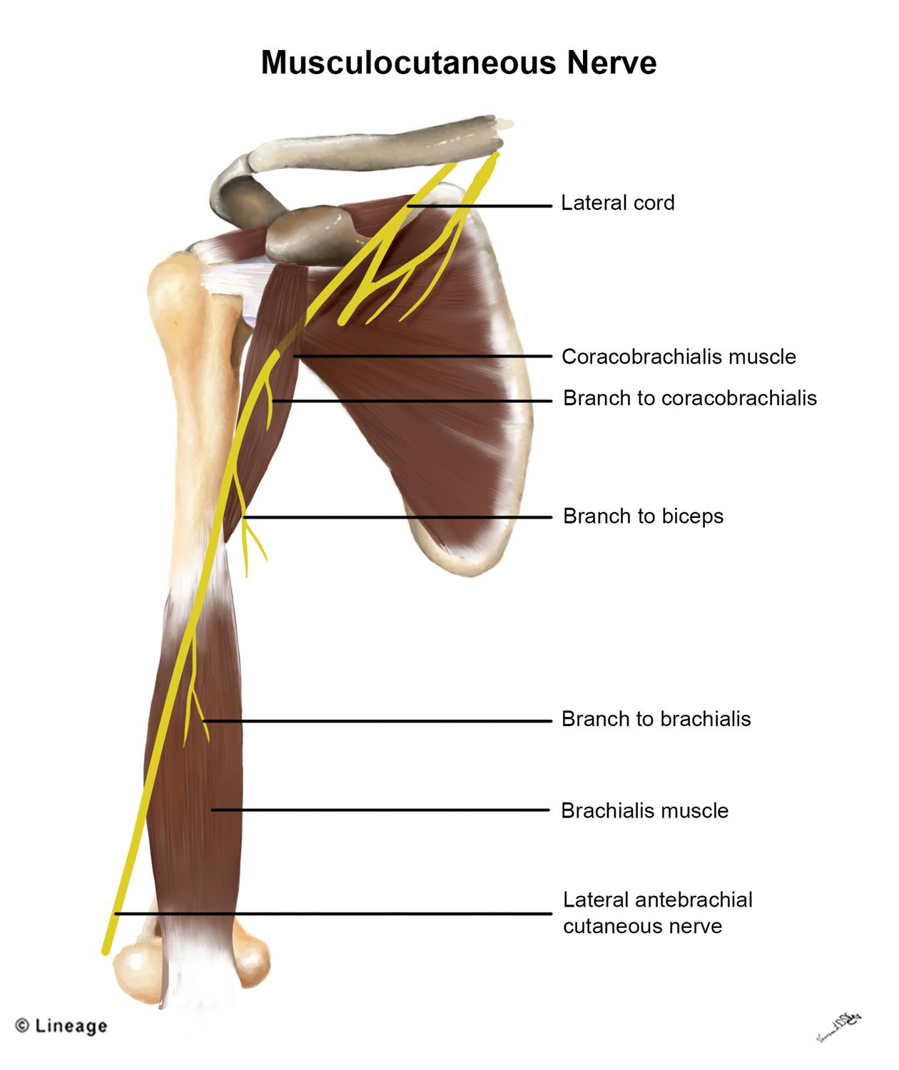 futó térd osteochondrozis)