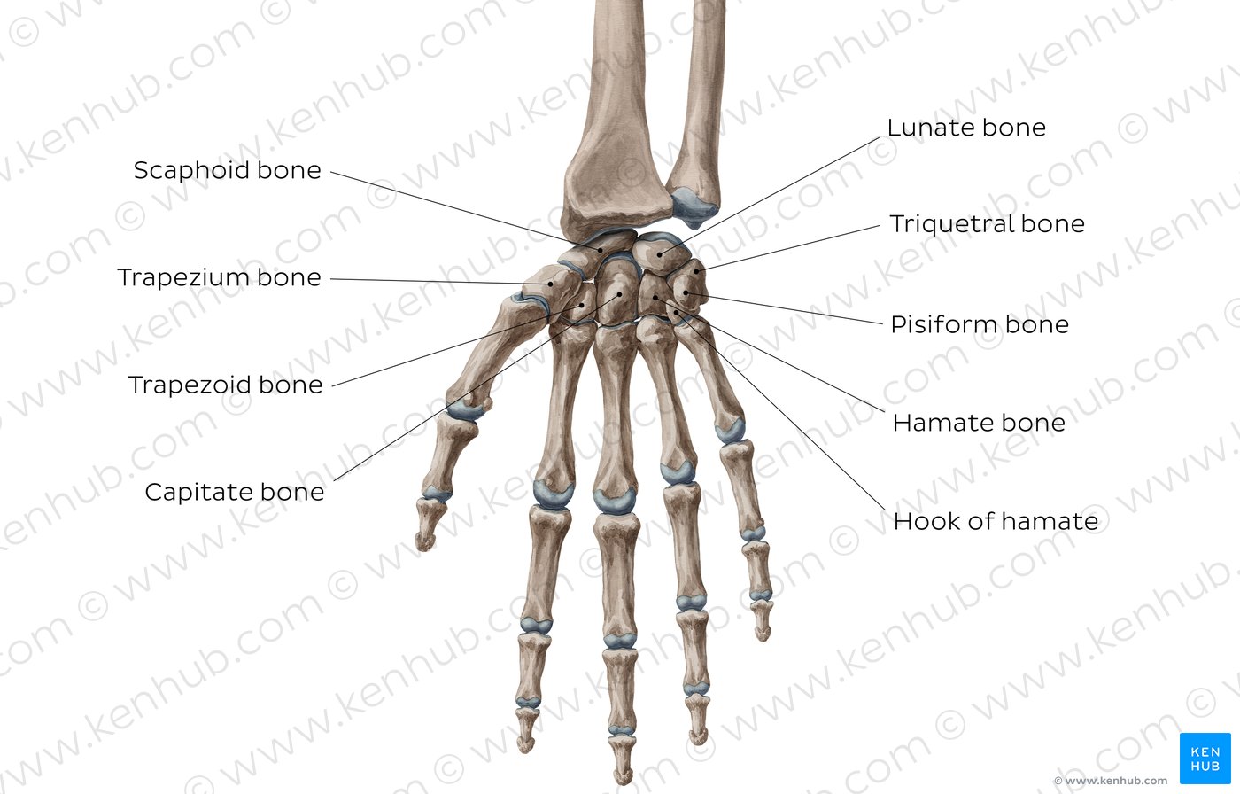 a gerinctelen és íves ízületek osteoarthritis tünetei ligamentitis deltoid ligamentum boka kezelése