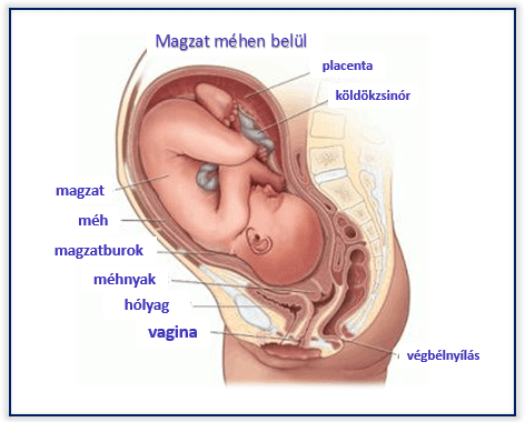 36 hét ízületi fájdalom)