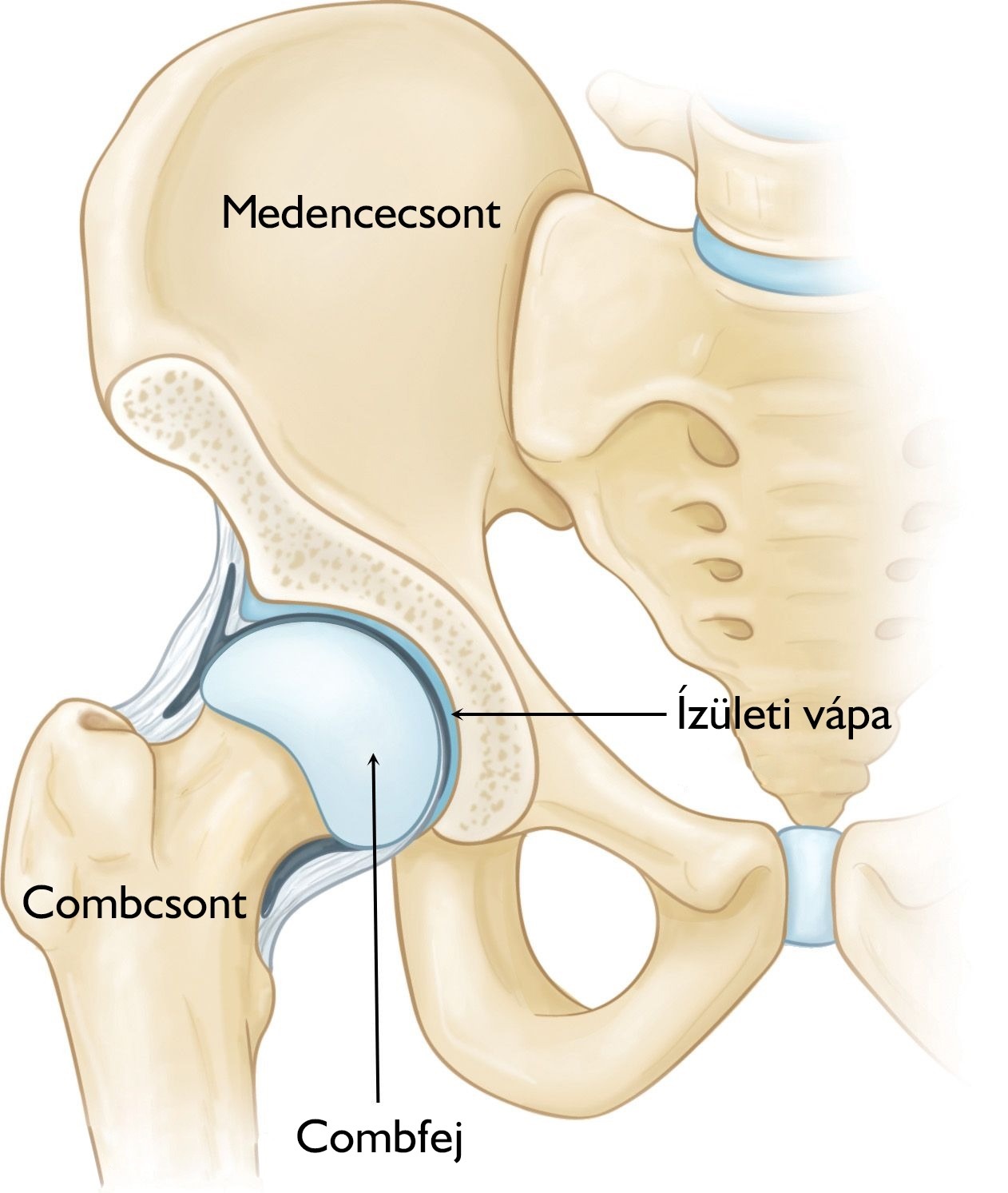 A csípő coxarthrosis kezelése