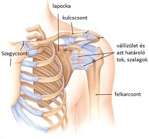fáj a vállízület dudorja)