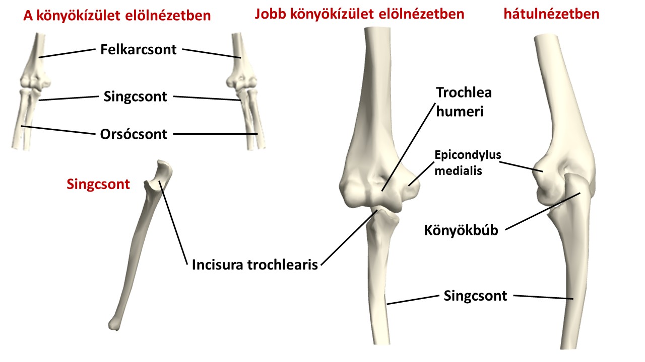 Könyökfájdalom: Okok, Terápia, Diagnózis 💊 Tudományos-Gyakorlati Medical Journal - 