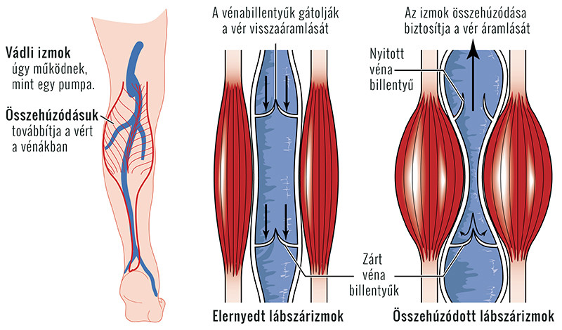 boka duzzanat hogyan kötszer hogyan kezelik a bokaízület artrózisát