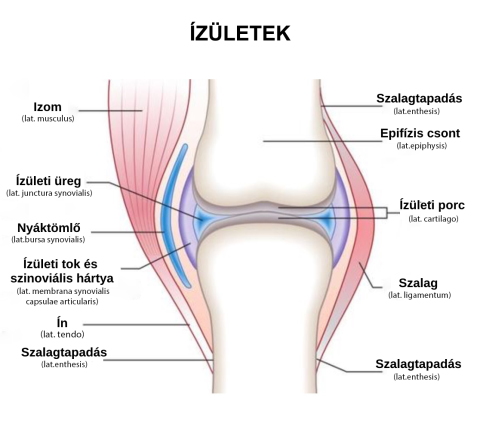 az izmok és az ízületek fájnak és sütnek)