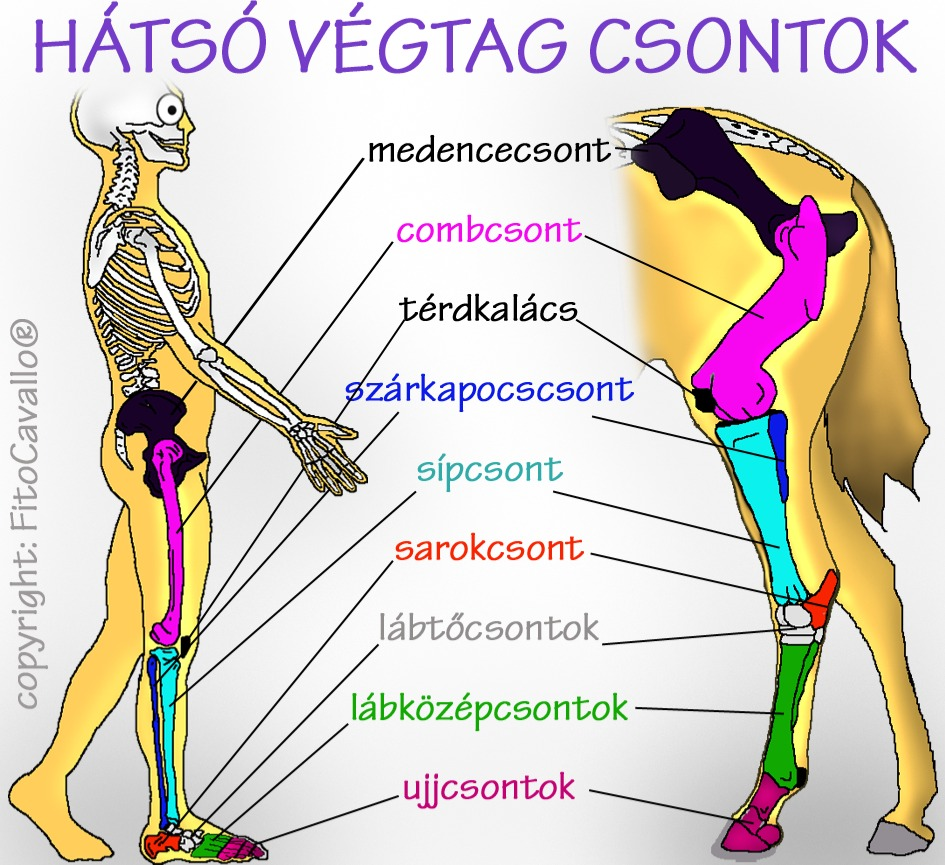 mi a legjobb módszer az ízületek kezelésére)