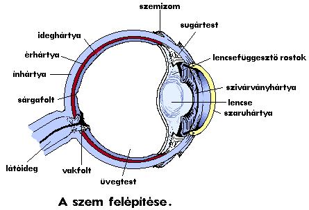 Törés a vállízületben hogyan kell kezelni, Vállízület kezelése törés után