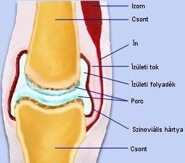 a talacaneális ízület deformáló artrózisa
