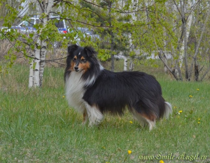 együttes kezelés a sheltie ben