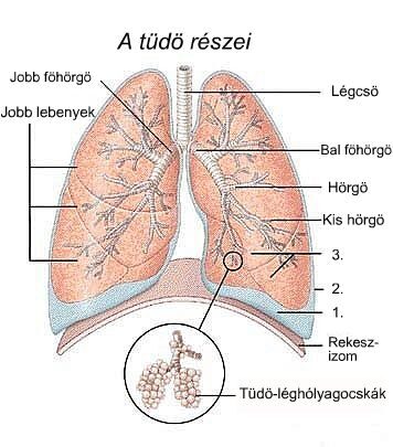 milyen gyógyszereket szedjen a csípőízület osteoarthritisével