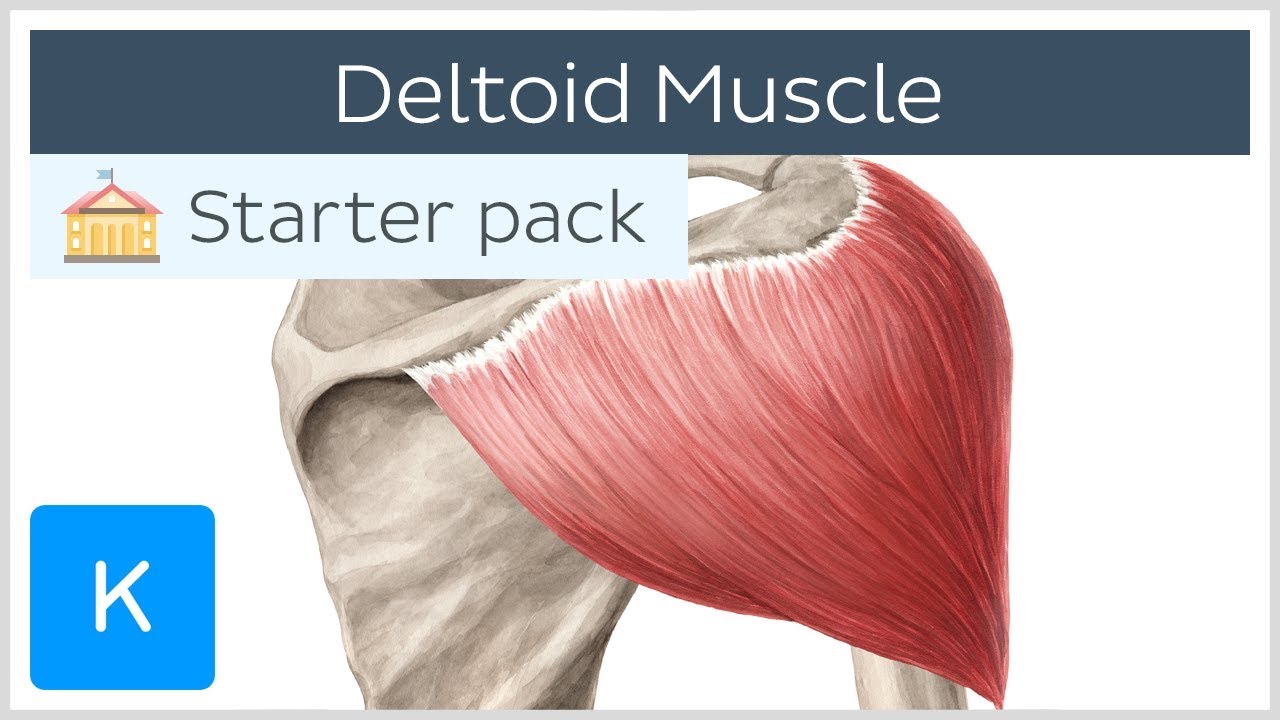 ligamentitis deltoid ligamentum boka kezelése)