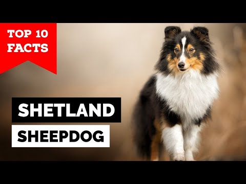 együttes kezelés a sheltie ben)