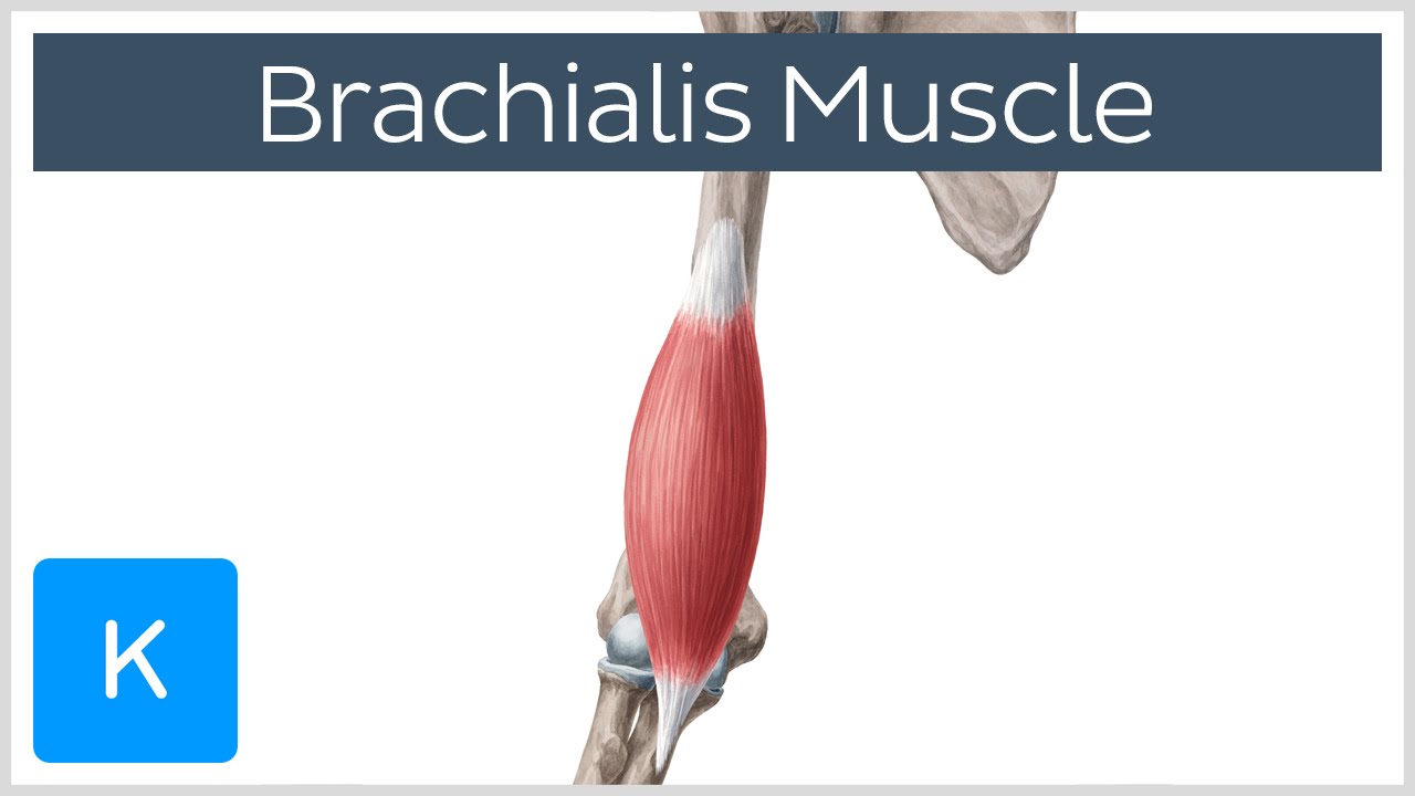 Brachialis artrózis gyógyszerei, Hogyan kezelhető a rheumatoid arthritis modern eszközökkel