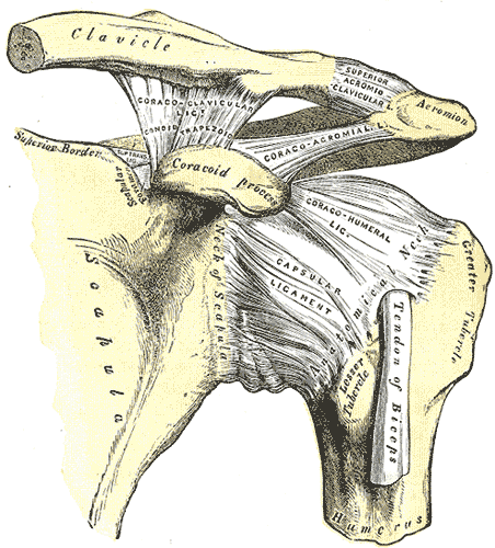 clavicularis acromialis arthrosis fájdalom a láb és az ujjak ízületeiben