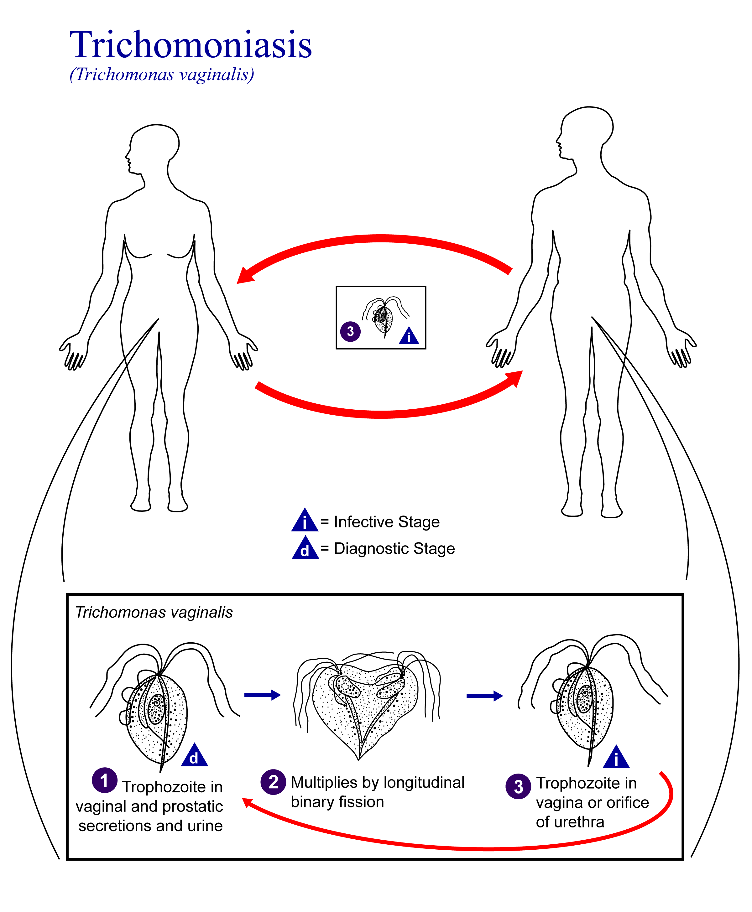 trichomoniasis ízületi fájdalom)
