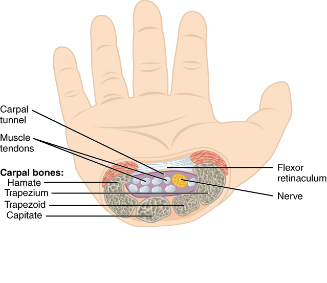 carpal carpal 1 ujja
