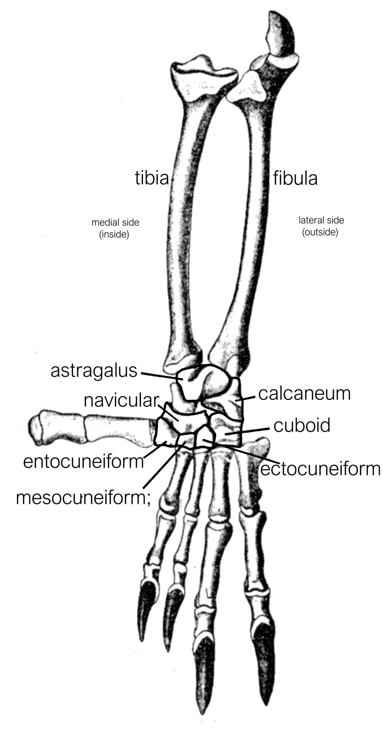 Navicular csont.