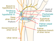 ulnar nerve