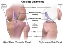 cruciate ligament ligament térdkezelés