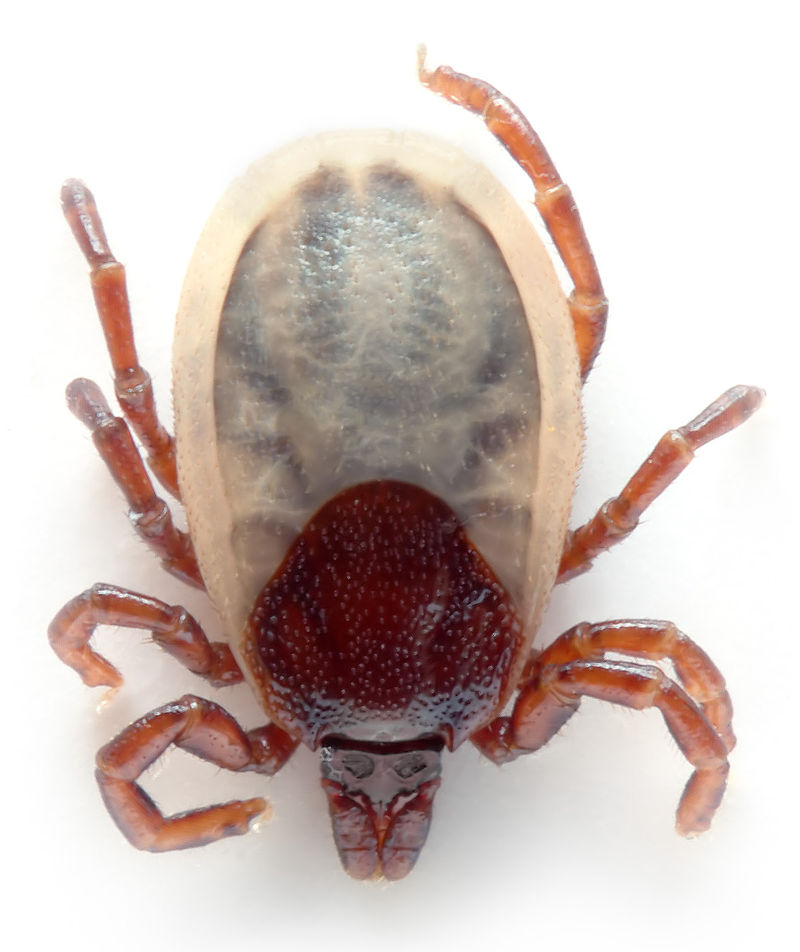 Borrelia-fertőzés (Lyme-kór) - Dr. Balaicza Erika