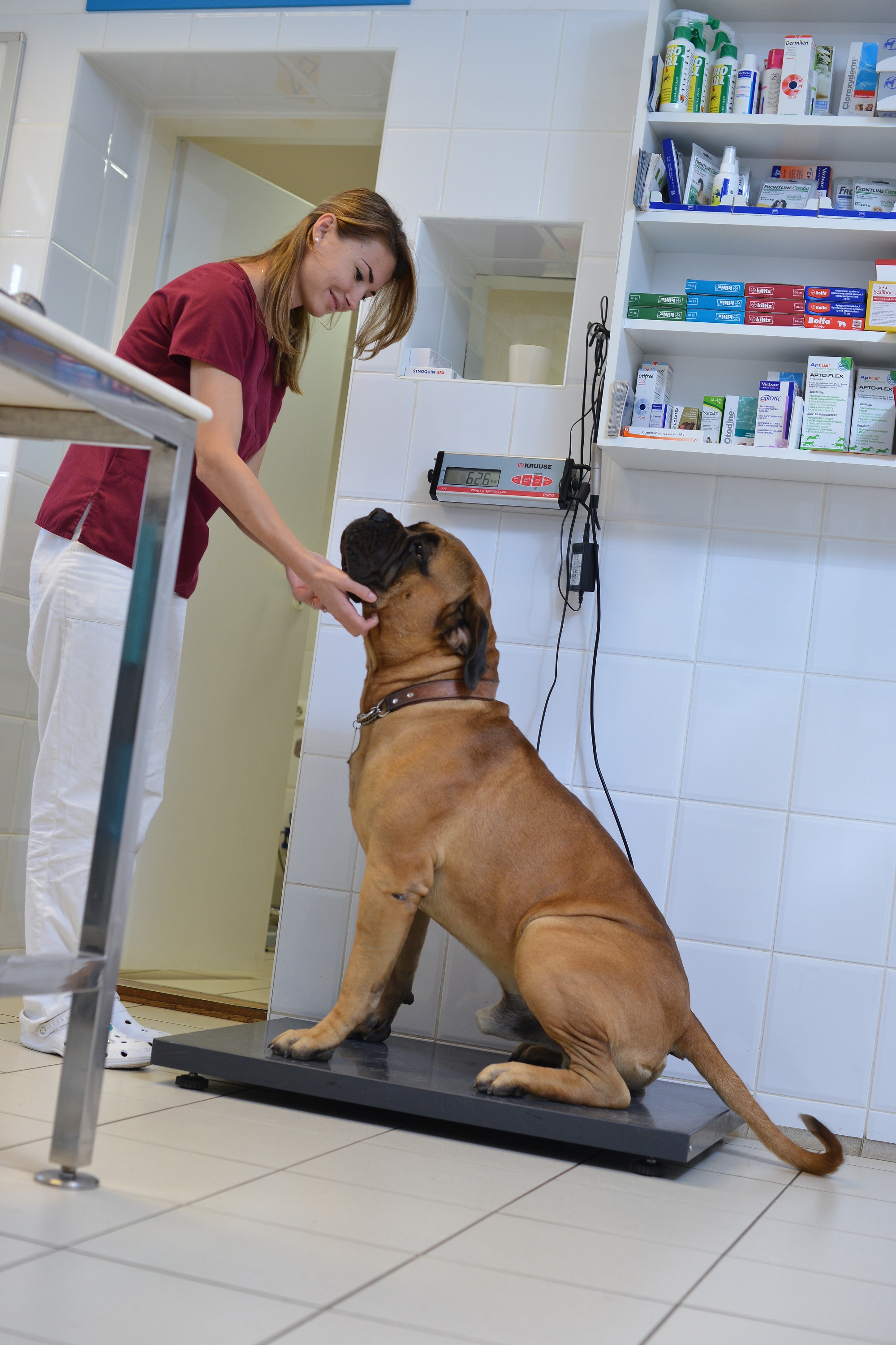 doberman ízületi problémák)