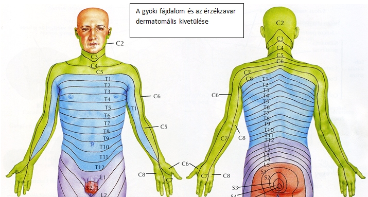 Gerinces Magazin » A gerincbetegségek okai és tünetei