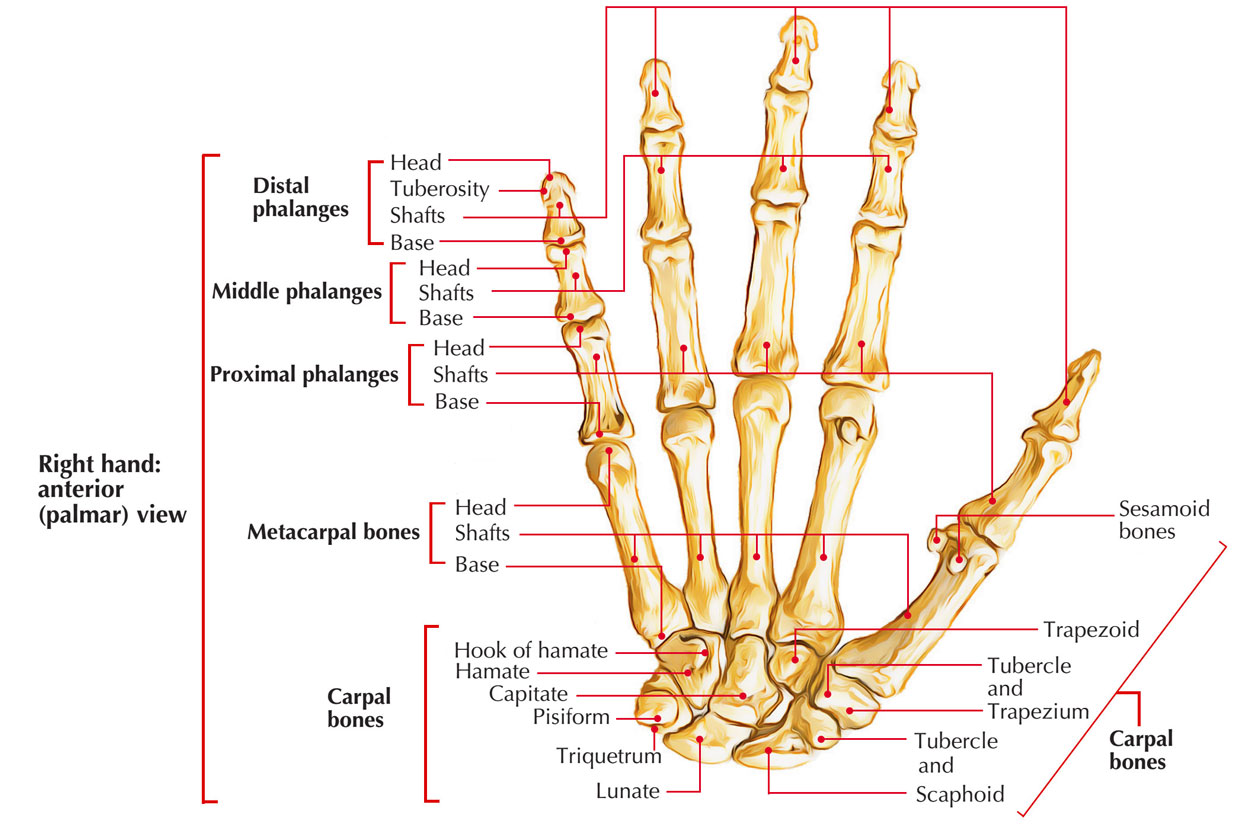 carpal metacarpitis)