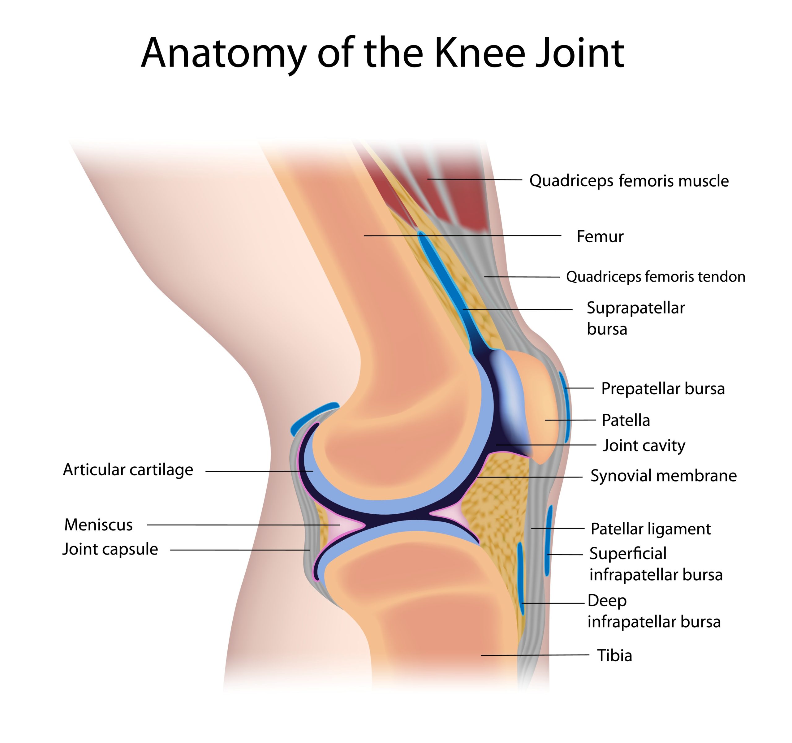 a térd deformált arthrosisa ízületi kezelés és izomfájdalom