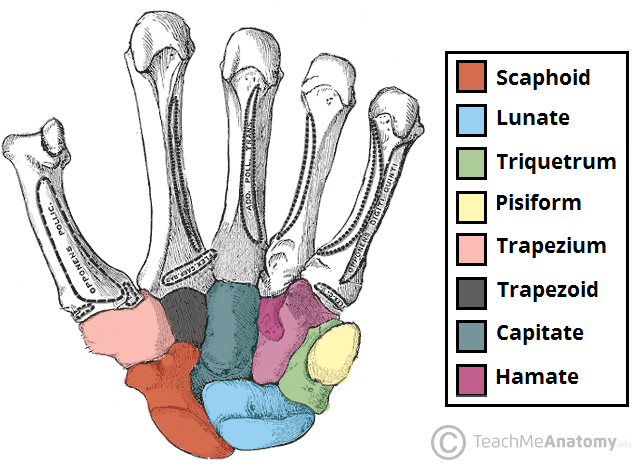 carpal metacarpitis